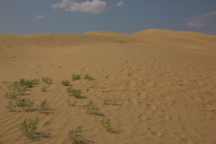 Kicking it like I'm in a Frank Herbert novel at an active dune in the Great Sandhill area. 