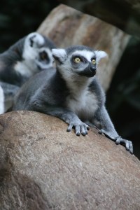 Ring-tailed lemur at the zoo. 
