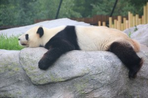 The big stars at the zoo right now are the giant pandas. 