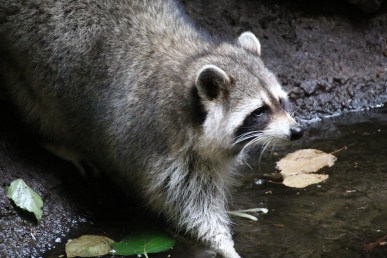Who knew racoons were so exotic? 