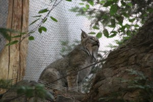 I wanted to pet the kitty, but I also like my hand attached to my arm. 