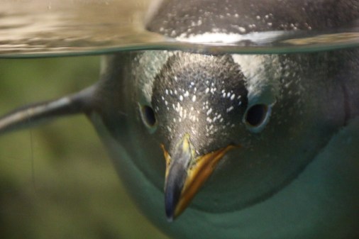 This penguin was very interested in cameras. 