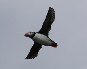 Puffin!