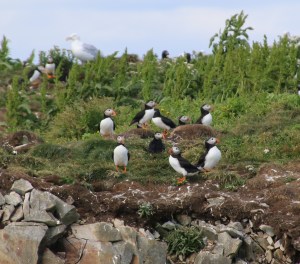 I don't have any photos of moose, so here are some more puffins. 